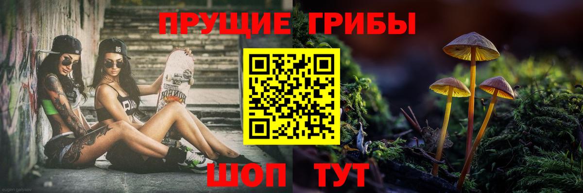 Сосновый Бор  Галлюциногенные грибы Cubensis  Вход с VPN 